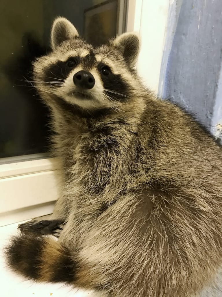 Mýval Maša sedí na parapetu u okna